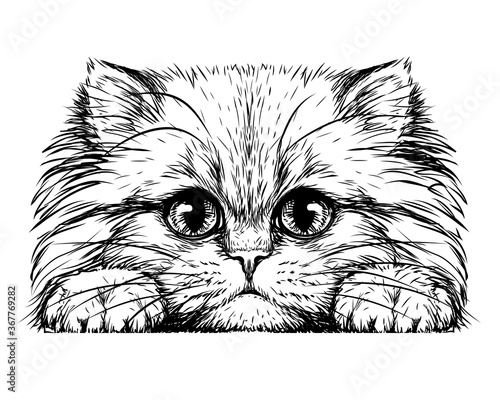 Kitten. Wall sticker. Black and white, graphic, artistic drawing of a cute fluffy kitten.
