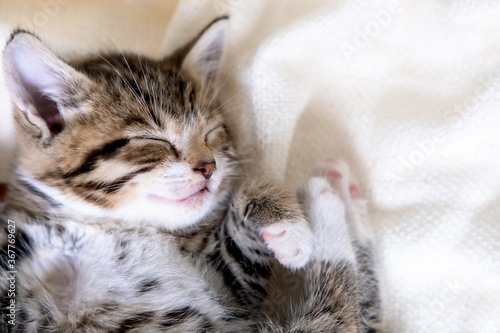 Small striped kitten sleeps covered with white light blanket. Concept of adorable pets