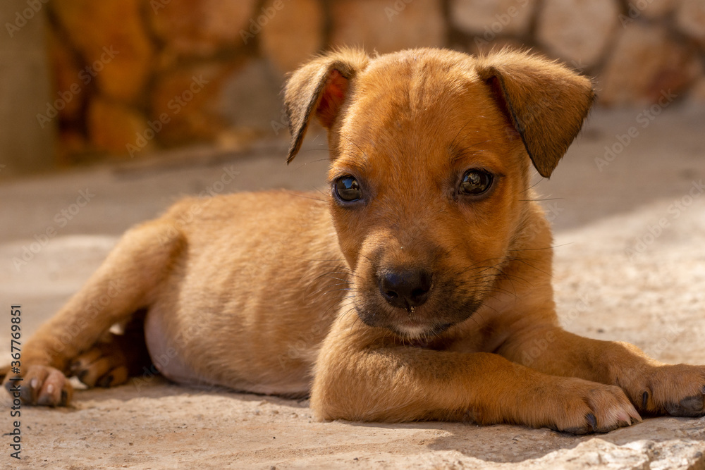landscape orientation of a cute brown puppy lit by the golden sun laying on a cement floor
