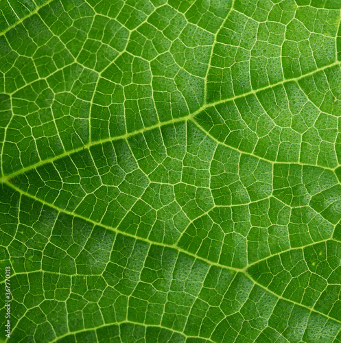 texture of green cucumber leaf