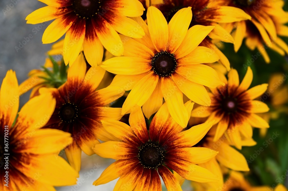 Obraz premium Bright yellow flowers of Rudbeckia hirta.