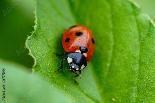 Ladybug on a plate, looking for food