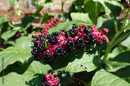 Close view of raceme of black berries of Phytolacca acinosa in August photo