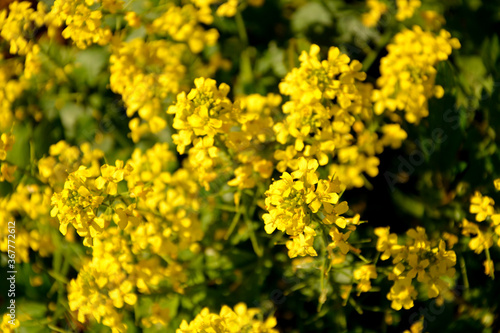 Shrub with small yellow inflorescences.