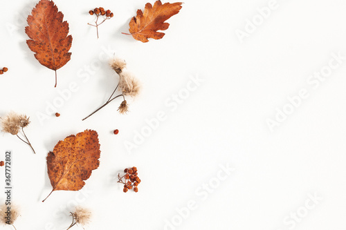 Autumn composition. Dried leaves, flowers, rowan berries on white background. Autumn, fall, thanksgiving day concept. Flat lay, top view