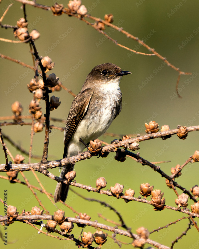Fototapeta premium Northern Rough-winged Swallow photo stock. Image. Picture. Portrait. Close-up profile view, perched on a branch displaying brown feather plumage with a blur background in its habitat and environment,