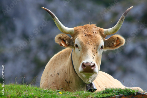 Vache en pature en montagne pyrénéenne photo