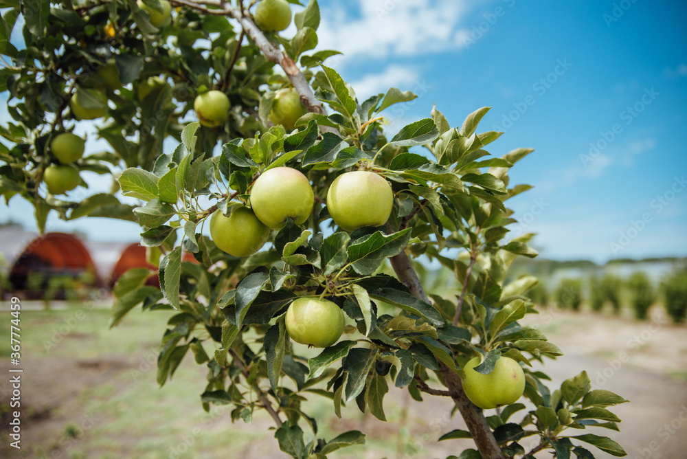Closeup of green apples on a branch in an orchard