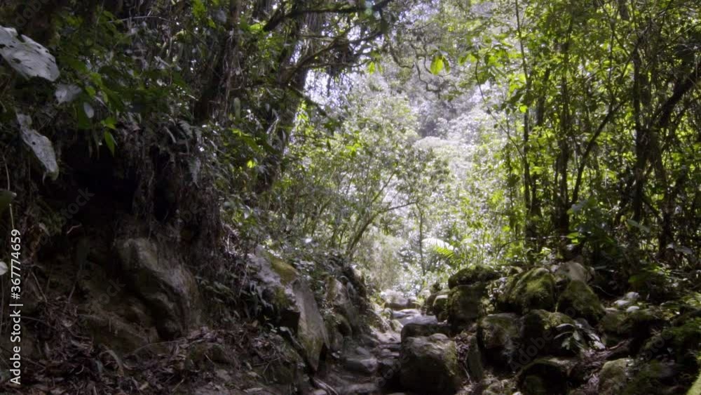 Spectacular and unique shot of a gimbal stabilizer within the jungle of the Cocora valley where we can see the grandeur and majesty of the jungle with all kinds of trees and tropical plants