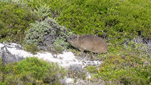 A South African Dassie foraging on fynbos in the sun