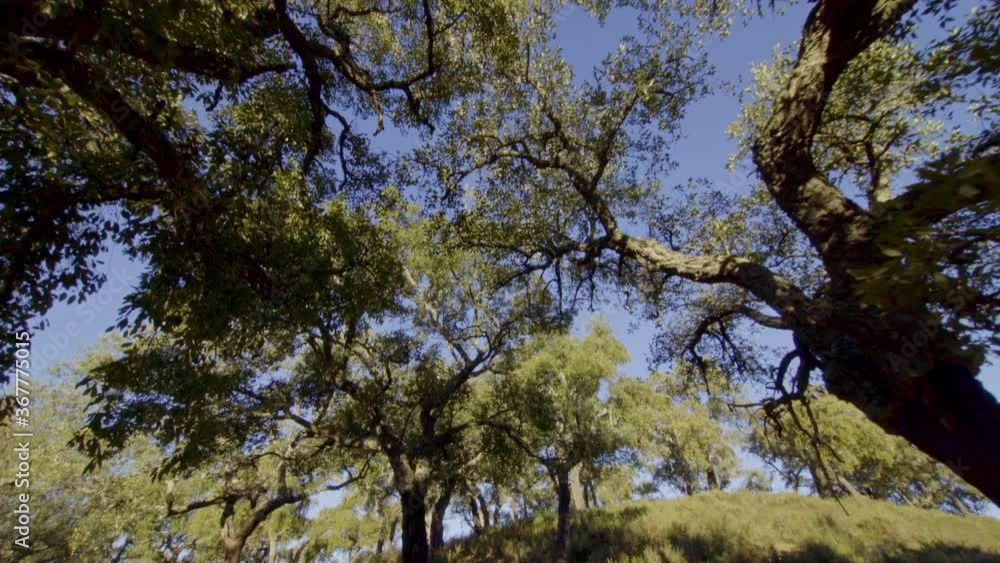 traveling on a stabilized gimbal moving showing the majesty and splendor of the Aracena field in Huelva with all kinds of trees, cork oaks, rosemary and others during a beautiful morning blue skies traveling on a stabilized gimbal moving showing the majesty and splendor of the Aracena field in Huelva with all kinds of trees, cork oaks, rosemary and others during a beautiful morning blue skies