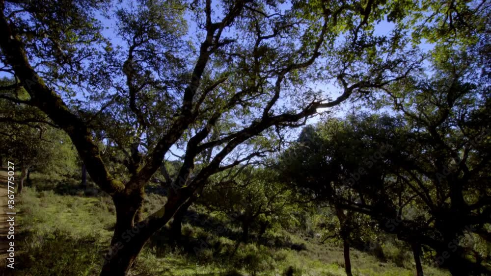 traveling on a stabilizing gimbal where we can see the splendor of the Aracena field in Huelva with all kinds of trees, cork oaks, rosemary and others during a beautiful morning blue skies traveling on a stabilizing gimbal where we can see the splendor of the Aracena field in Huelva with all kinds of trees, cork oaks, rosemary and others during a beautiful morning blue skies