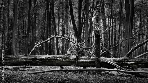 Fototapeta Naklejka Na Ścianę i Meble -  Dead wood