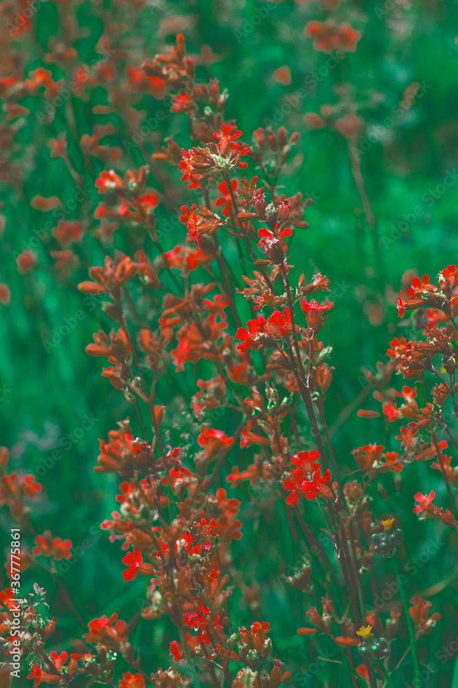 The saturated red small flowers were shot close-up among green meadow. The color inversion is applied on the vertical photo. An extraordinary color transition made for your design.