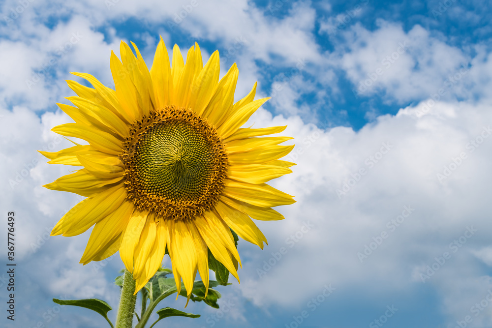 One common sunflower bloom on blue sky and white clouds background. Helianthus annuus. Beautiful yellow flower head. Tall herb with medicinal petals and spiral of green seeds. Garden ornamental plant. One common sunflower bloom on blue sky and white clouds background. Helianthus annuus. Beautiful yellow flower head. Tall herb with medicinal petals and spiral of green seeds. Garden ornamental plant.