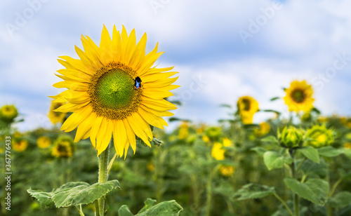 Yellow flower head of common sunflower and bumble-bee pollinator. Helianthus annuus. Bombus. Blooming tall medicinal herb in lush green field and summer cloudy sky. Farming  agronomy. Selective focus.