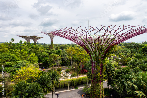 Singapore. Landscape view of Gardens by the Bay park with Supertree Grove constructions and green trees and plants below, seen from OCBC Skyway, aerial walkway between Supertree tops. © Cleop6atra