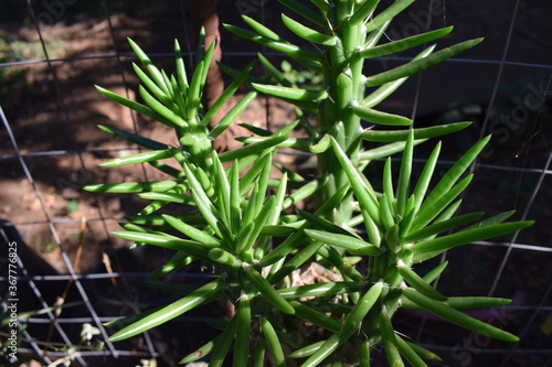 Austrocylindropuntia cylindrica succulent plant outdoor in summer photo