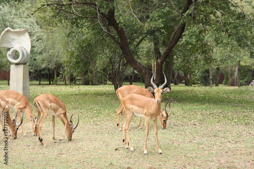 Fototapeta Naklejka Na Ścianę i Meble -  Antelopes impala in a green grass meadow near the zambezi river, Zambia, Africa.