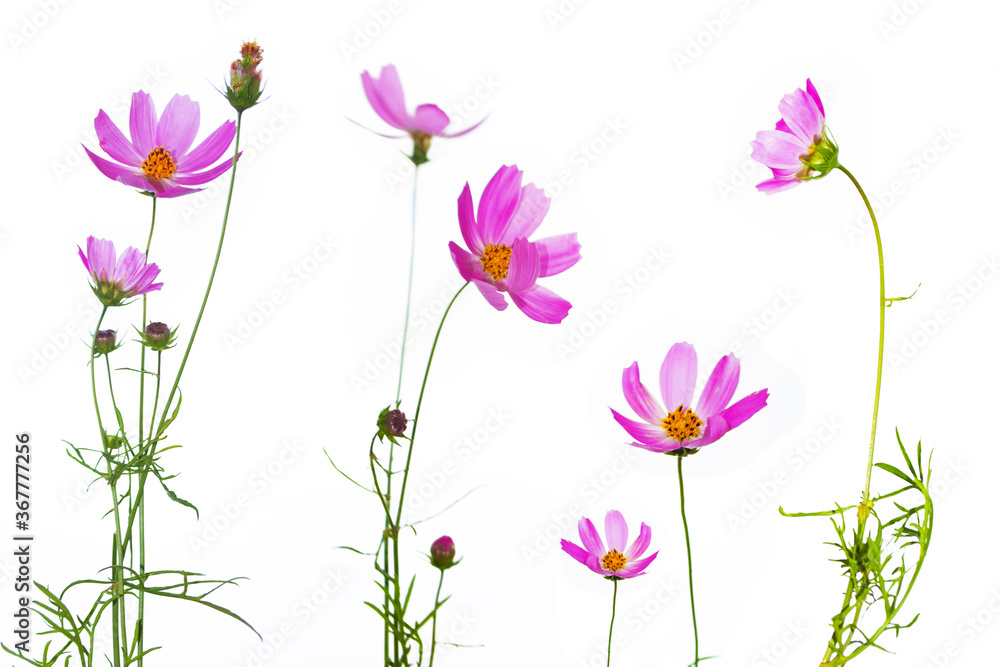 Bright colorful cosmos flowers