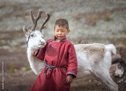 tsaatan boy with a reindeer in a landscape of northern Mongolia photo