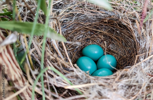 Blue eggs of a wild sparrow in nest