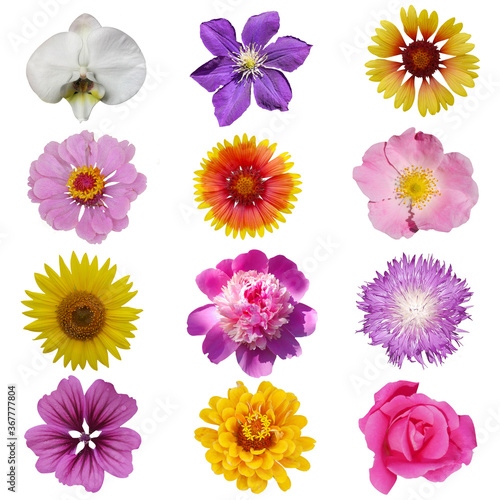 Macro photo of flowers set: rose, 
sunflower, orchid, peony, zinnia, cirsium, bristly rose, common mallow  on a white isolated background