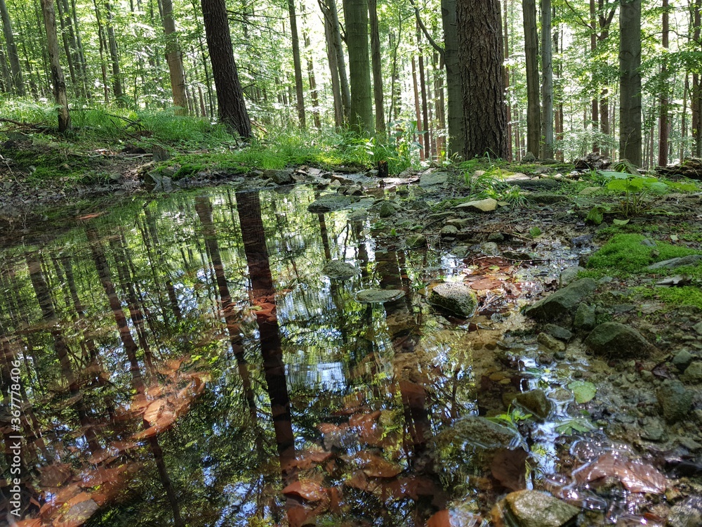 Obraz premium stream in the forest