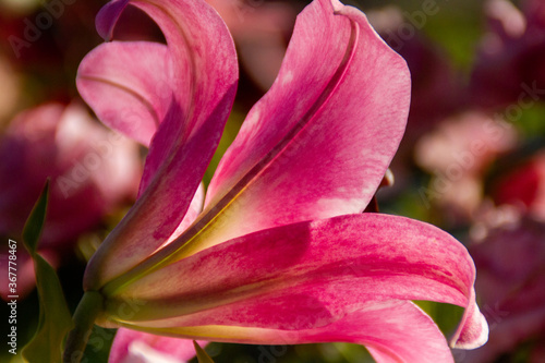 pink lily in the garden