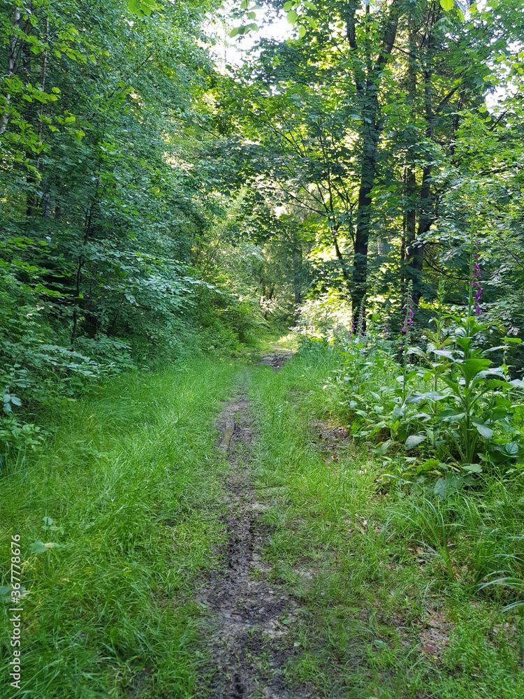 Fototapeta premium wood