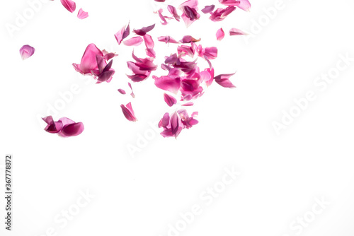 pink rose petals fall from above motion frozen white background