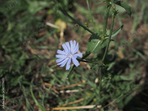 flower of chicory in the meadow waving by the wind. SUNNY DAY photo