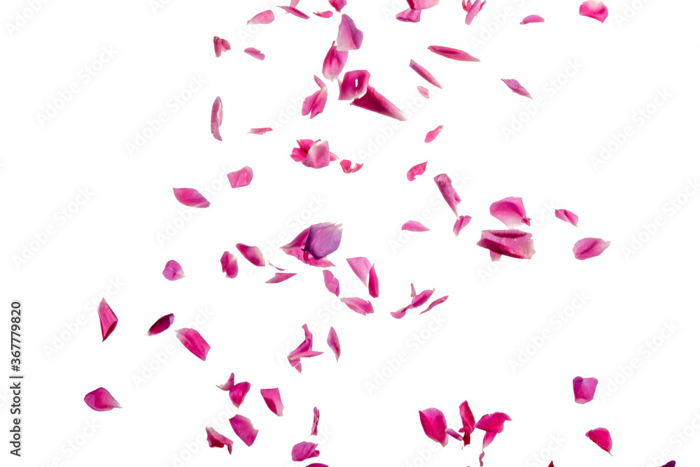 pink rose petals fall from above motion frozen white background pink rose petals fall from above motion frozen white background