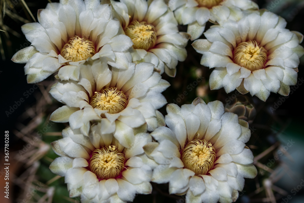 Close up beautiful Gymnocalycium cactus white flower flower.