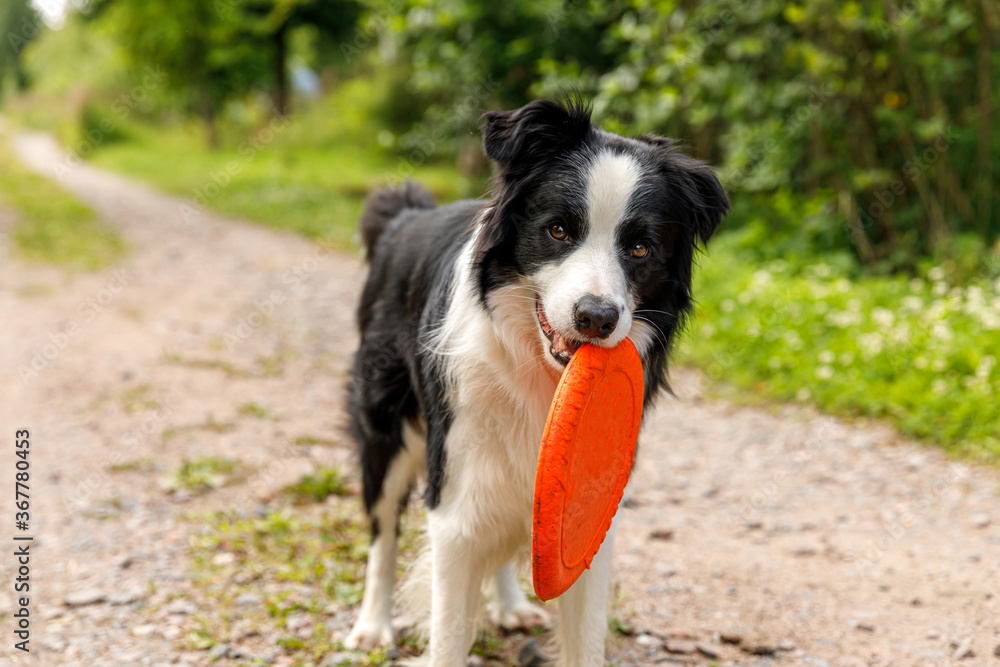 Outdoor portrait of cute funny puppy dog border collie catching frisbee in air. Dog playing with flying disk. Sports activity with dog in park outside.