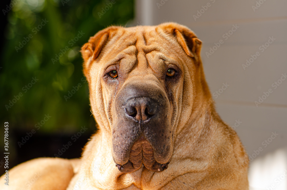 Cute Shar Pei Dog Breed Pet Animal Pedigree Photography With Nature background
