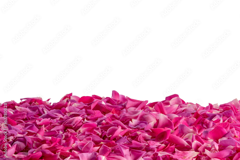 pink rose petals in perspective view on three-quarters of a white background for background texture