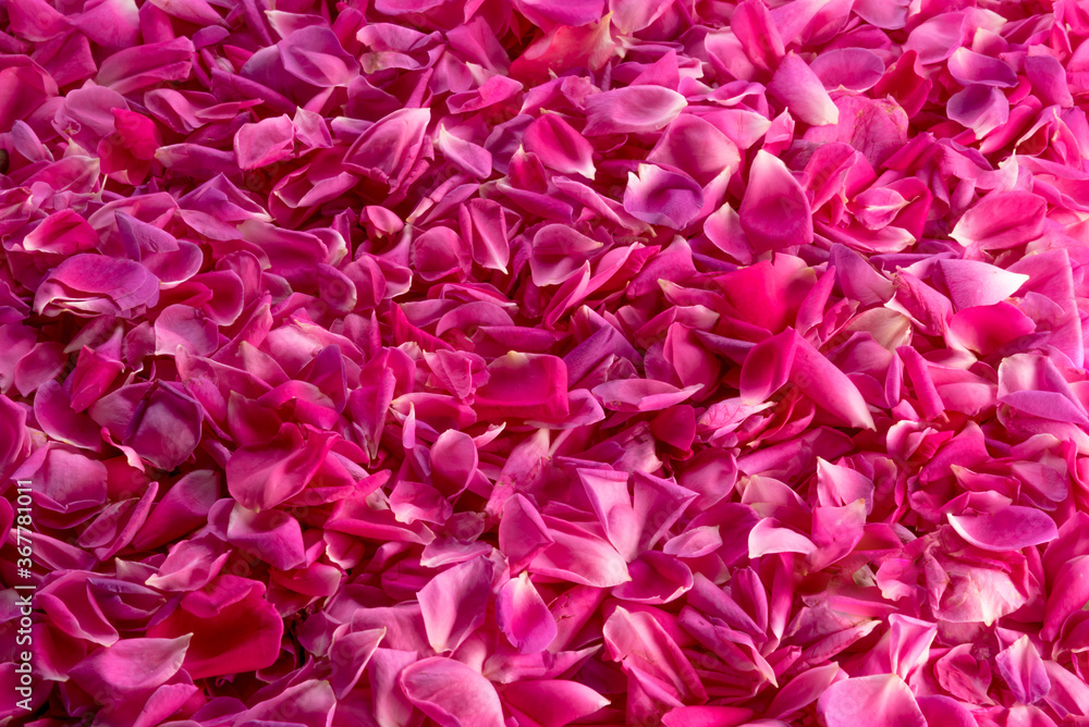 full frame of pink rose petals for background texture