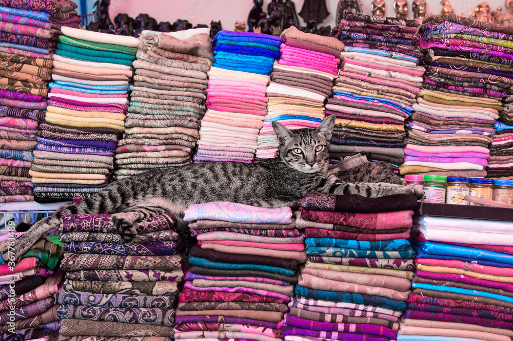 Cat lying on piles of tissue, Damnoen Saduak Floating Market, Ratchaburi, Bangkok, Thailand Cat lying on piles of tissue, Damnoen Saduak Floating Market, Ratchaburi, Bangkok, Thailand