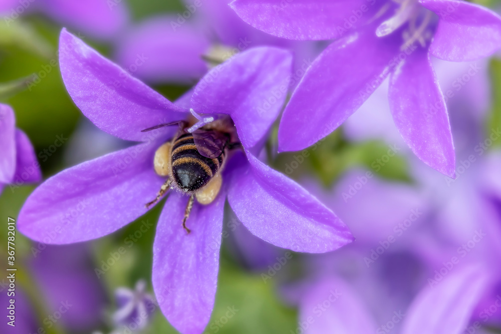 Eine Hummel mit Pollenhöschen kriecht zum Sammeln von Nektar in die Blüte einer Glockenblume Eine Hummel mit Pollenhöschen kriecht zum Sammeln von Nektar in die Blüte einer Glockenblume