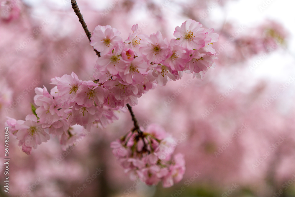 pink cherry blossoms