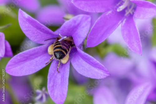 Eine Hummel mit  Pollenhöschen kriecht zum Sammeln von Nektar in die Blüte einer Glockenblume