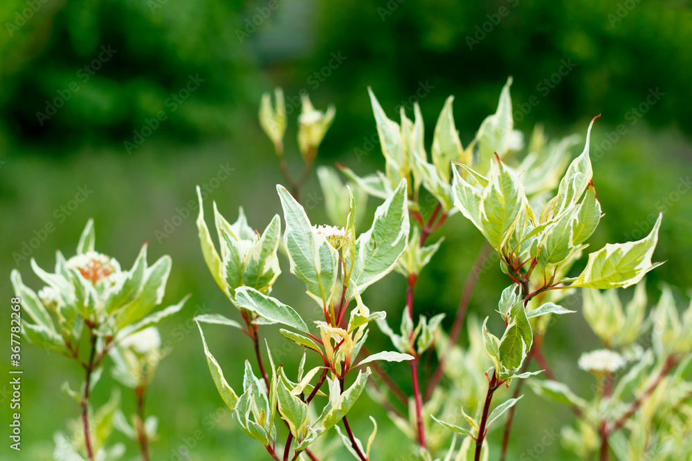 The light green-white foliage on deep red trunks on the blurry green park background. The photo of decorative flora was made close-up for your botanical design.