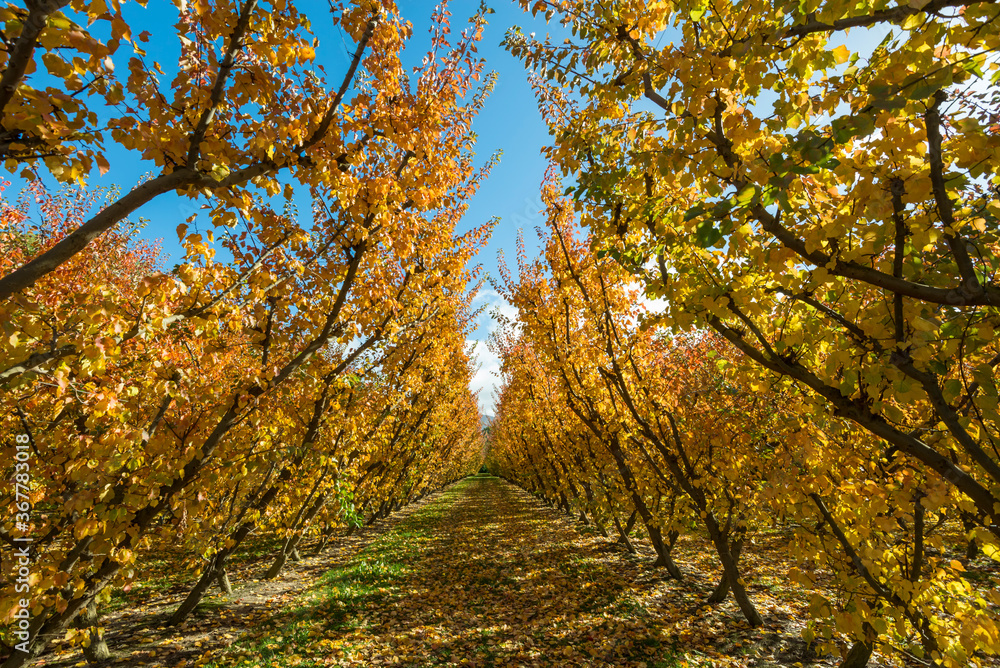 Rows of apple trees in an orchard in Cromwell, New Zealand Rows of apple trees in an orchard in Cromwell, New Zealand