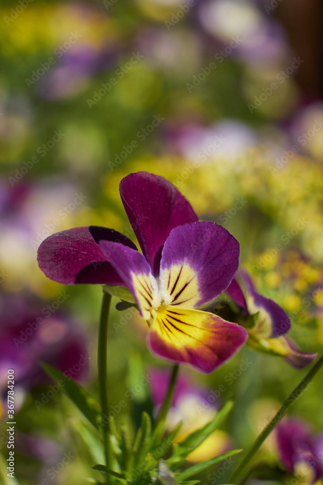 flowers, natural summer background, blurred image, selective focus flowers, natural summer background, blurred image, selective focus