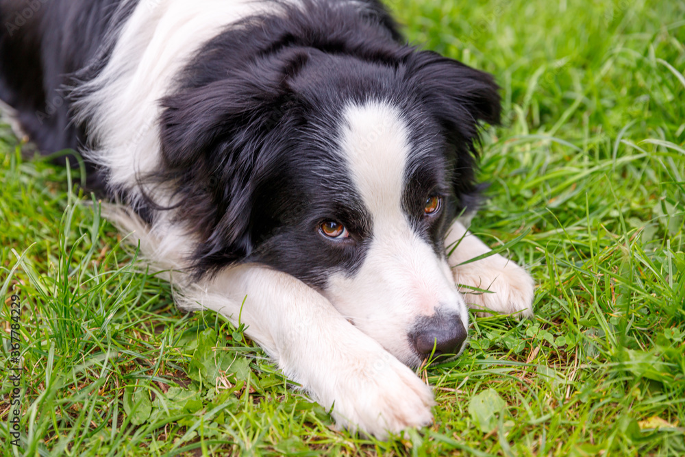 Outdoor portrait of cute smiling puppy border collie lying down on grass park background. Little dog with funny face in sunny summer day outdoors. Pet care and funny animals life concept