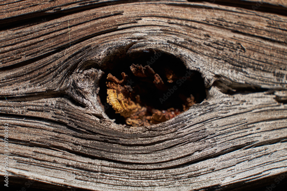 background texture of an old tree background texture of an old tree