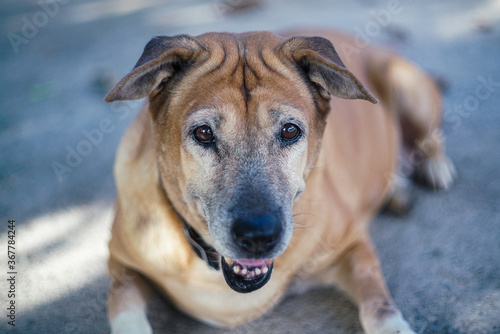 A Brown dog lay on the ground and looking outside at home
