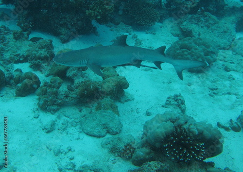 weisspitzen Riffhai / Whitetip reef shark photo
