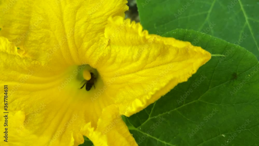 A bees pollinate the yellow pumpkin flower while drinking nectar A bees pollinate the yellow pumpkin flower while drinking nectar